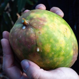 Sběr manga pomaličku končí a my před sebou máme posledních pár týdnů. Další sezóna bude opět až v srpnu! Věděli jste, že...