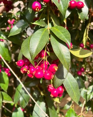 Znáte ovoce lili pili? Jde o plody rostliny Syzygium smithii, jsou drobné kromě růžové barvy připomínají vzhledem trochu...