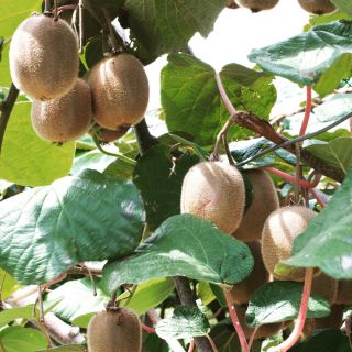 Sklizeň granátových jablkem vystřídalo kiwi! Zelený poklad, který vám přinese nejen osvěžení, ale i dávku zdraví! 🥝BIO...