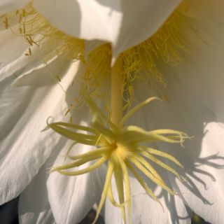 Dračí ovoce je poklad naší zahrady. Dokonalé osvěžení plné minerálů a vitamínů. Ani sladké ani kyselé, jeho jedinečná...