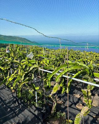 Naše farma je každý rok sužována nálety škůdců. Rozhodli jsme se pro bordíky jako tlapkovou patrolu a ochranná linie proti...